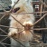天山银狐犬