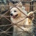 天山银狐犬