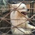 天山银狐犬