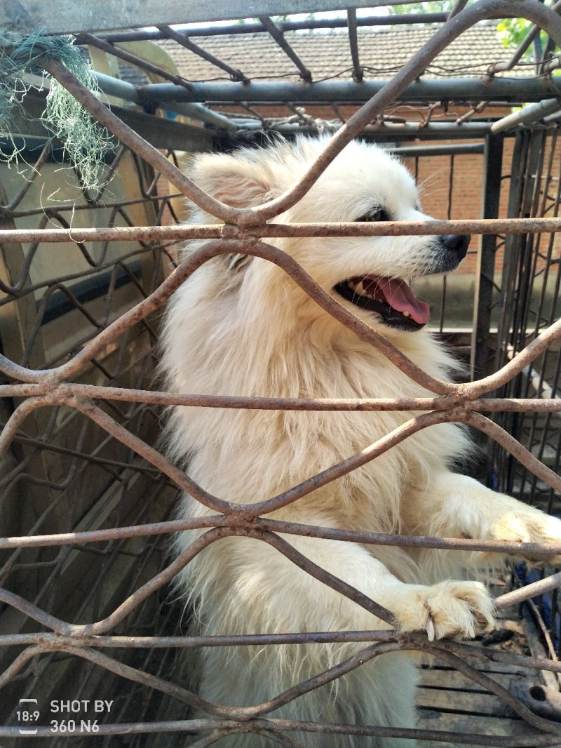 天山银狐犬