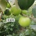 青枣树苗蜜丝枣树苗苹果枣树苗，500棵起，顺丰包邮
