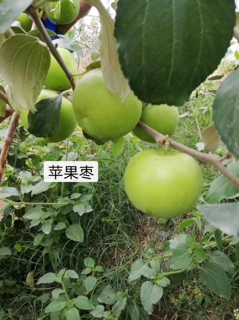 青枣树苗蜜丝枣树苗苹果枣树苗，500棵起，顺丰包邮