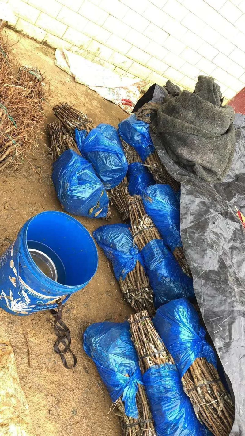 青枣树苗蜜丝枣树苗苹果枣树苗，500棵起，顺丰包邮