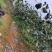 青枣树苗蜜丝枣树苗苹果枣树苗，500棵起，顺丰包邮
