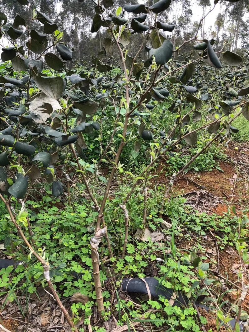 青枣树苗蜜丝枣树苗苹果枣树苗，500棵起，顺丰包邮