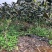 青枣树苗蜜丝枣树苗苹果枣树苗，500棵起，顺丰包邮
