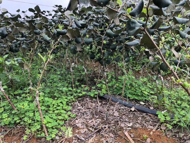 青枣树苗蜜丝枣树苗苹果枣树苗，500棵起，顺丰包邮