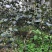 青枣树苗蜜丝枣树苗苹果枣树苗，500棵起，顺丰包邮