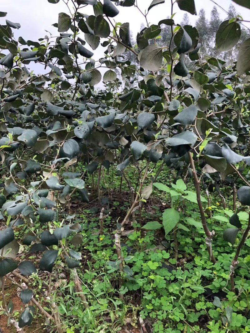 青枣树苗蜜丝枣树苗苹果枣树苗，500棵起，顺丰包邮