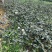 青枣树苗蜜丝枣树苗苹果枣树苗，500棵起，顺丰包邮