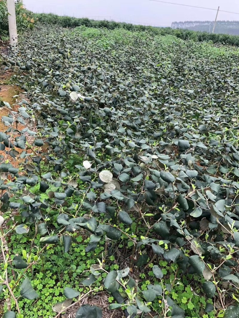 青枣树苗蜜丝枣树苗苹果枣树苗，500棵起，顺丰包邮