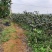 青枣树苗蜜丝枣树苗苹果枣树苗，500棵起，顺丰包邮