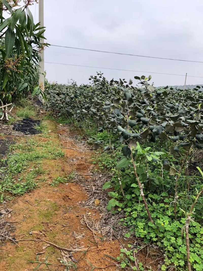 青枣树苗蜜丝枣树苗苹果枣树苗，500棵起，顺丰包邮