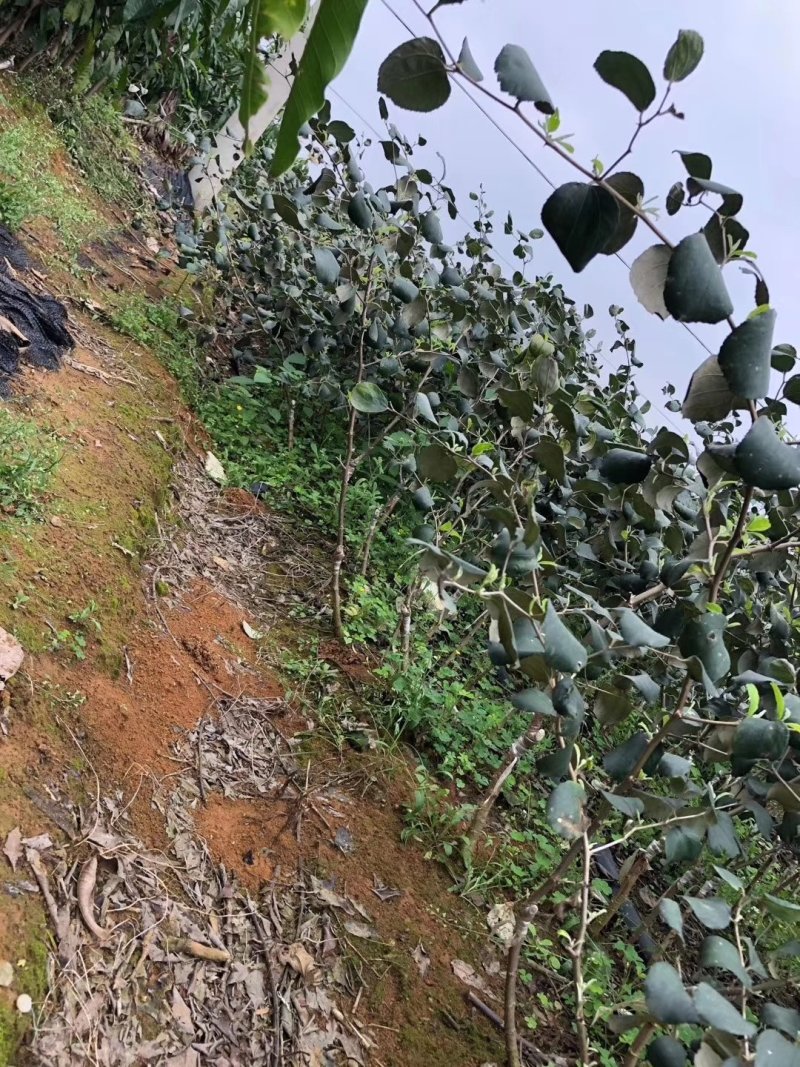 青枣树苗蜜丝枣树苗苹果枣树苗，500棵起，顺丰包邮