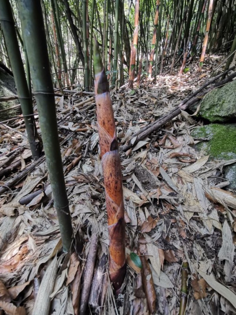 大量提供苦竹货源