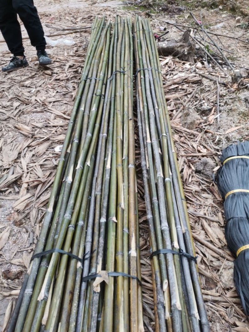 大量提供苦竹货源