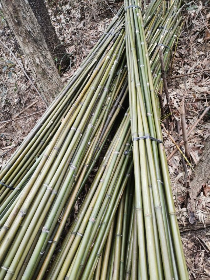 大量提供苦竹货源