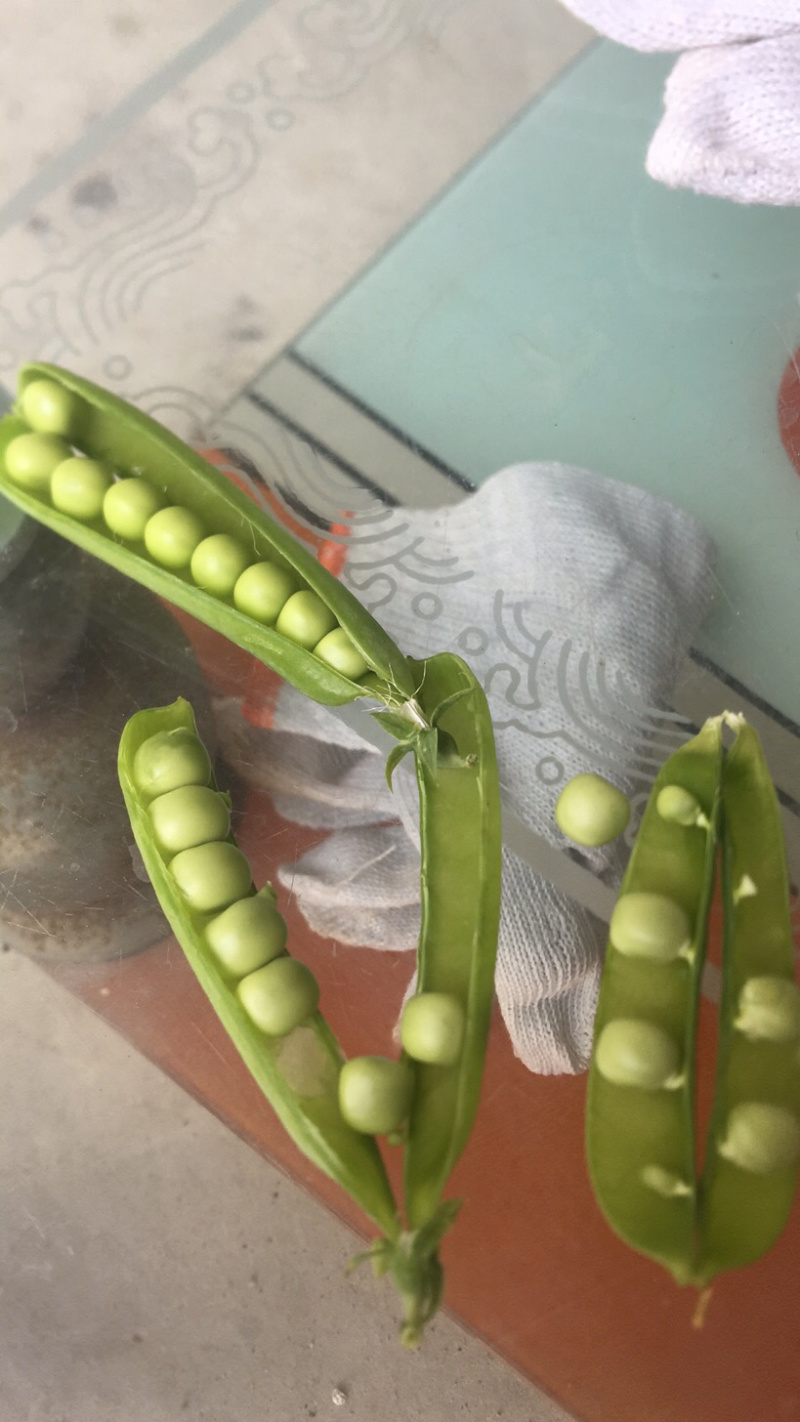 豌豆荚豌豆甜豌豆干豌豆籽籽颗粒饱满支持代发