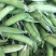 豌豆荚豌豆甜豌豆干豌豆籽籽颗粒饱满支持代发