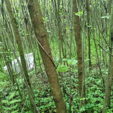 白蜡