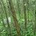 白蜡