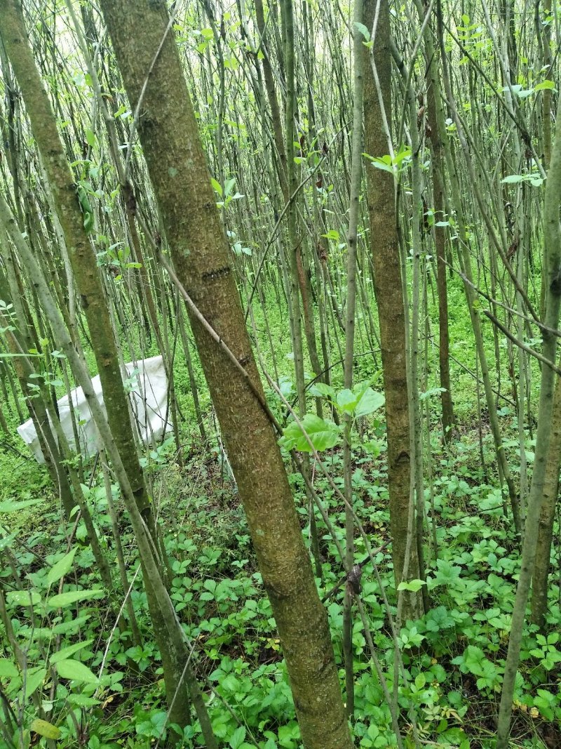 白蜡