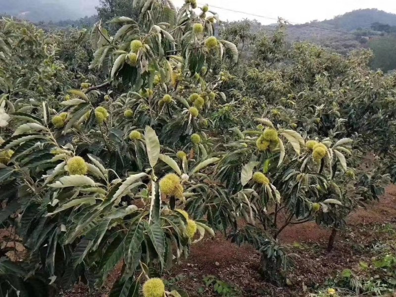 大红袍板栗苗板栗苗，双季结果，果肉香甜南北方可以种植