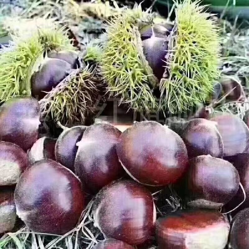大红袍板栗苗板栗苗，双季结果，果肉香甜南北方可以种植