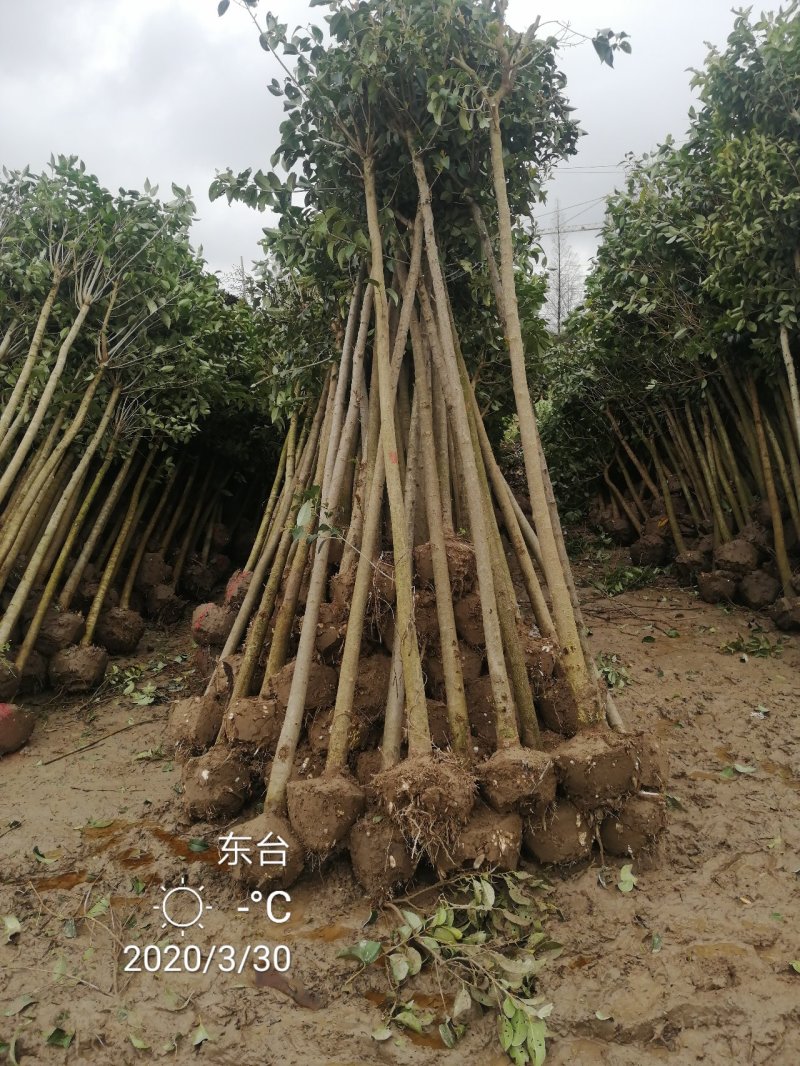 自家苗圃，江苏盐城东台4公分大叶女贞半冠，柴火价，