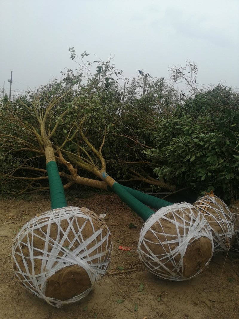 自家苗圃，江苏盐城东台4公分大叶女贞半冠，柴火价，