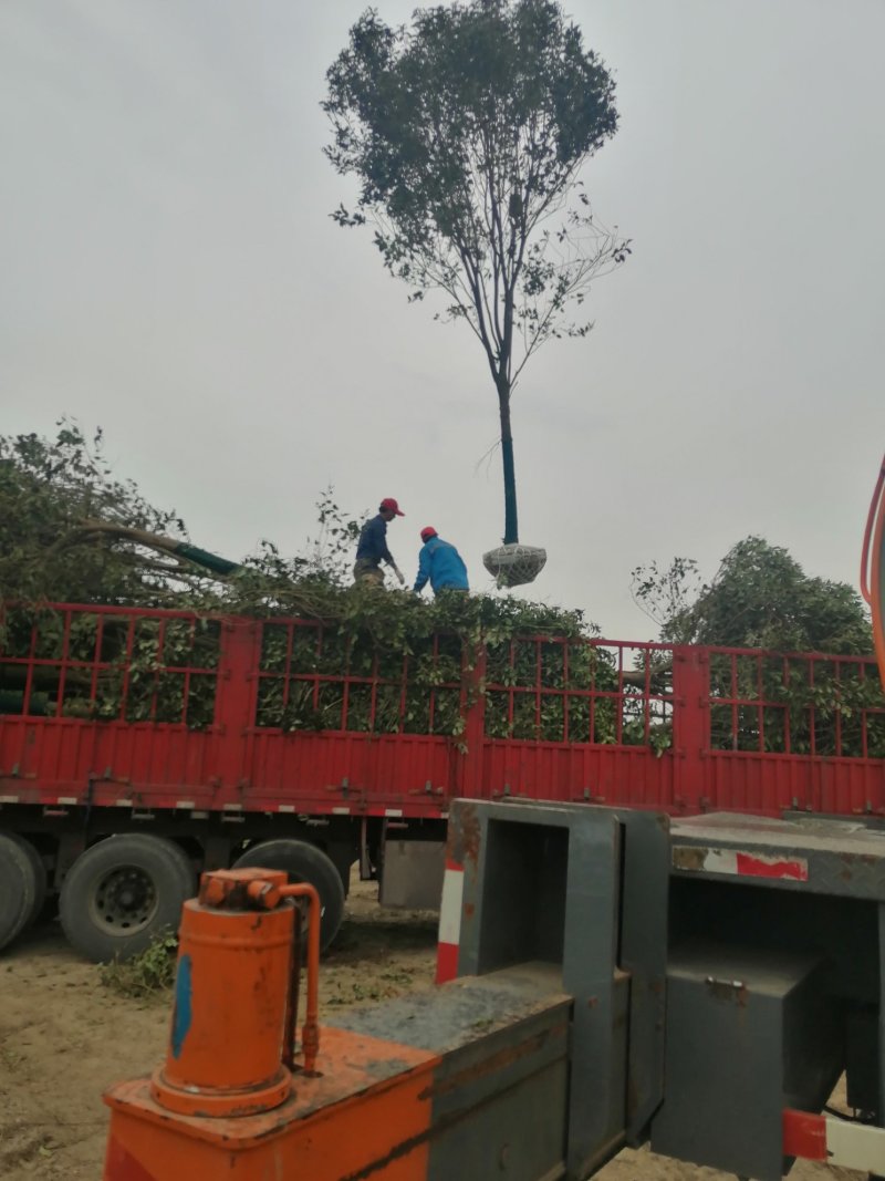 自家苗圃，江苏盐城东台4公分大叶女贞半冠，柴火价，