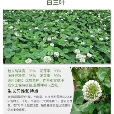 白三叶四季常绿景观绿化效果好95%以上芽率