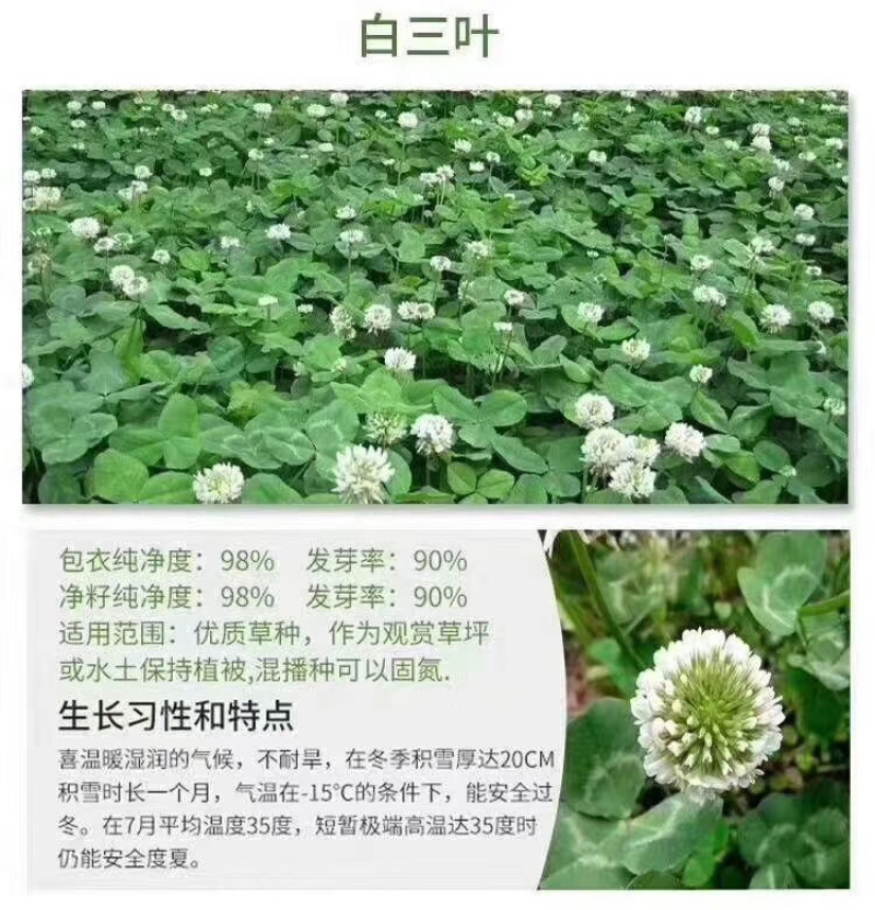 白三叶四季常绿景观绿化效果好95%以上芽率