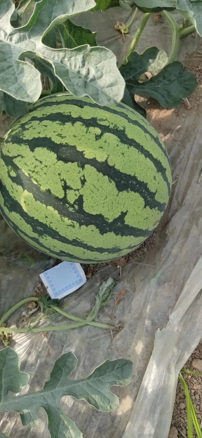 8424万大量上市甜度高瓜型正口感好量大从优