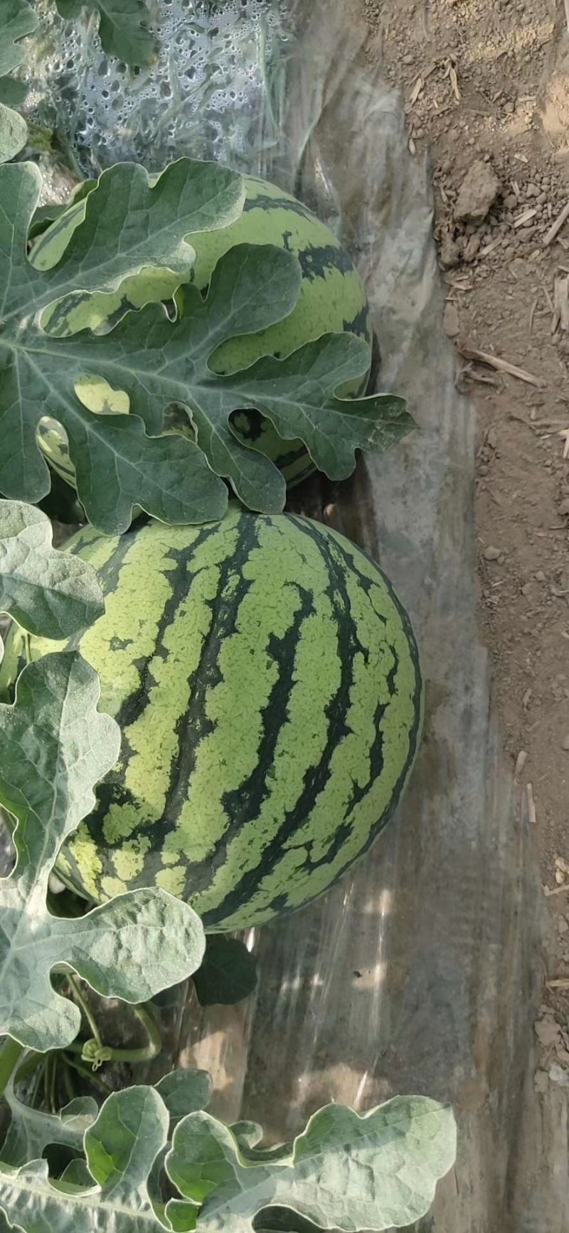 8424万大量上市甜度高瓜型正口感好量大从优