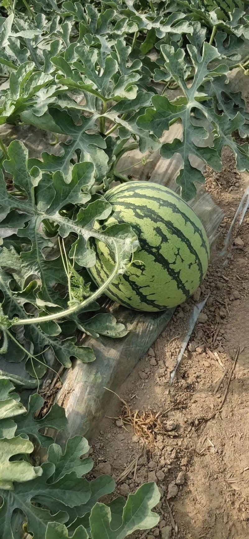 8424万大量上市甜度高瓜型正口感好量大从优