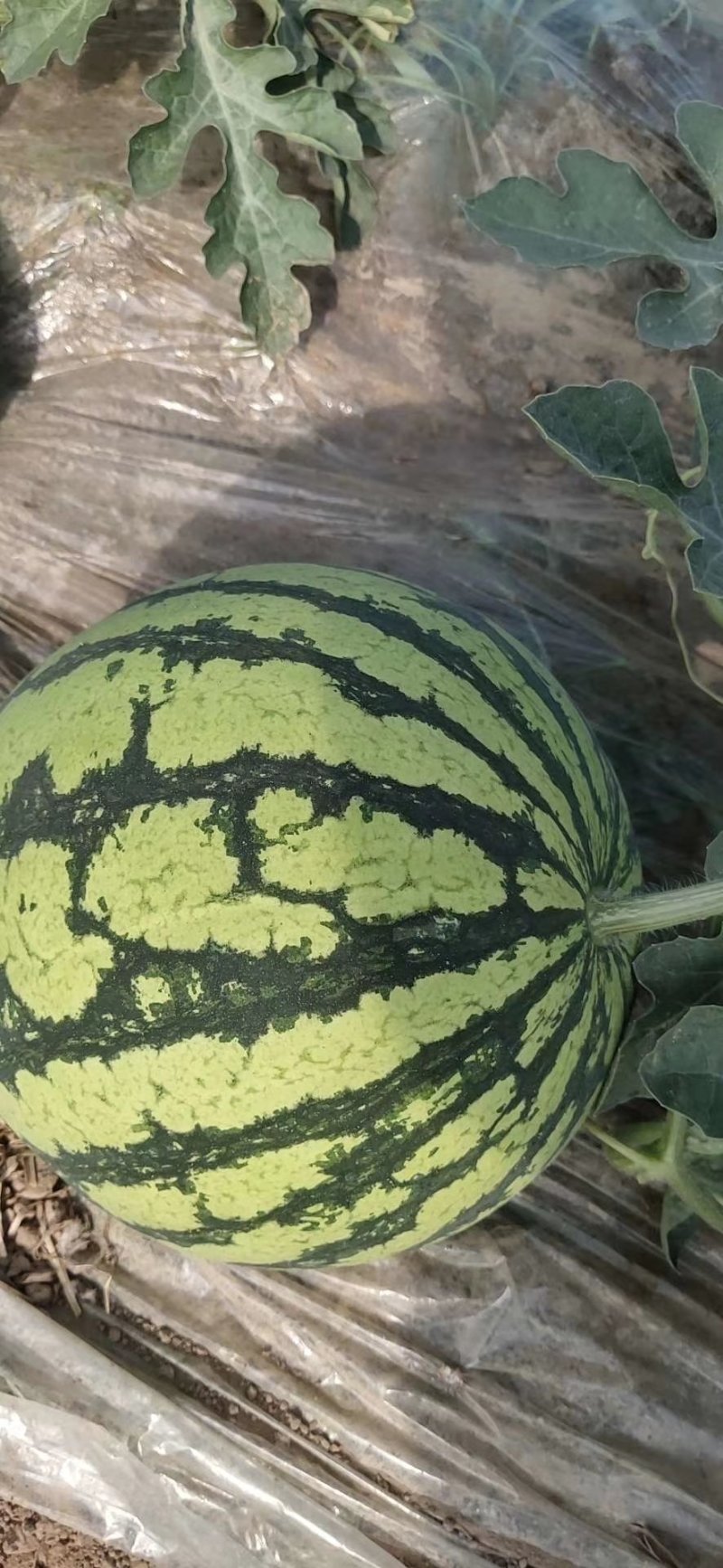 8424万大量上市甜度高瓜型正口感好量大从优