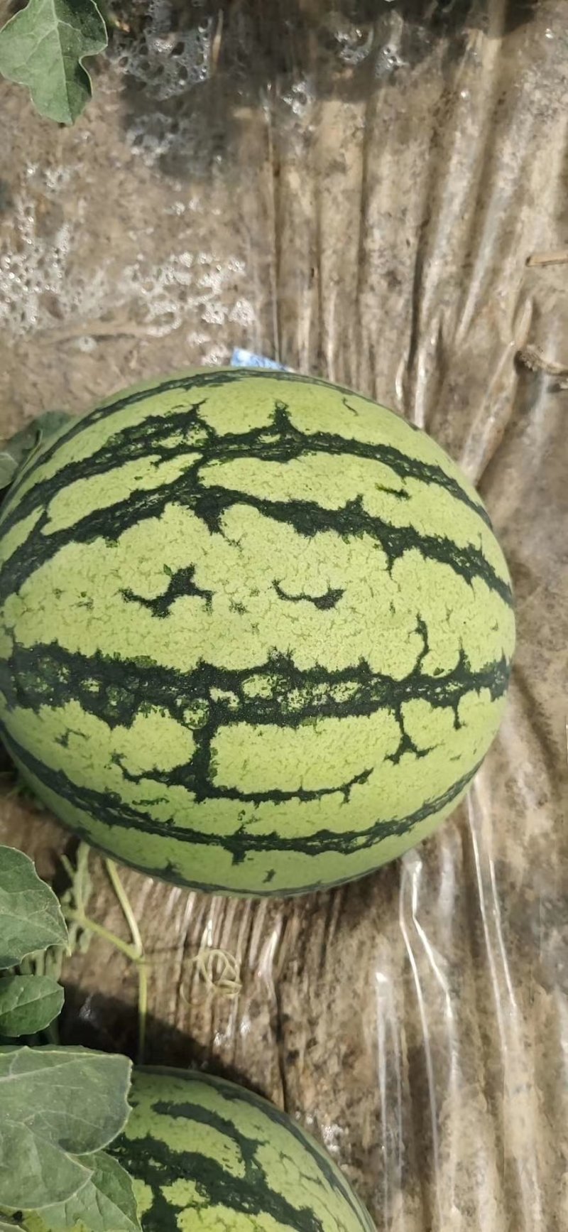 8424万大量上市甜度高瓜型正口感好量大从优