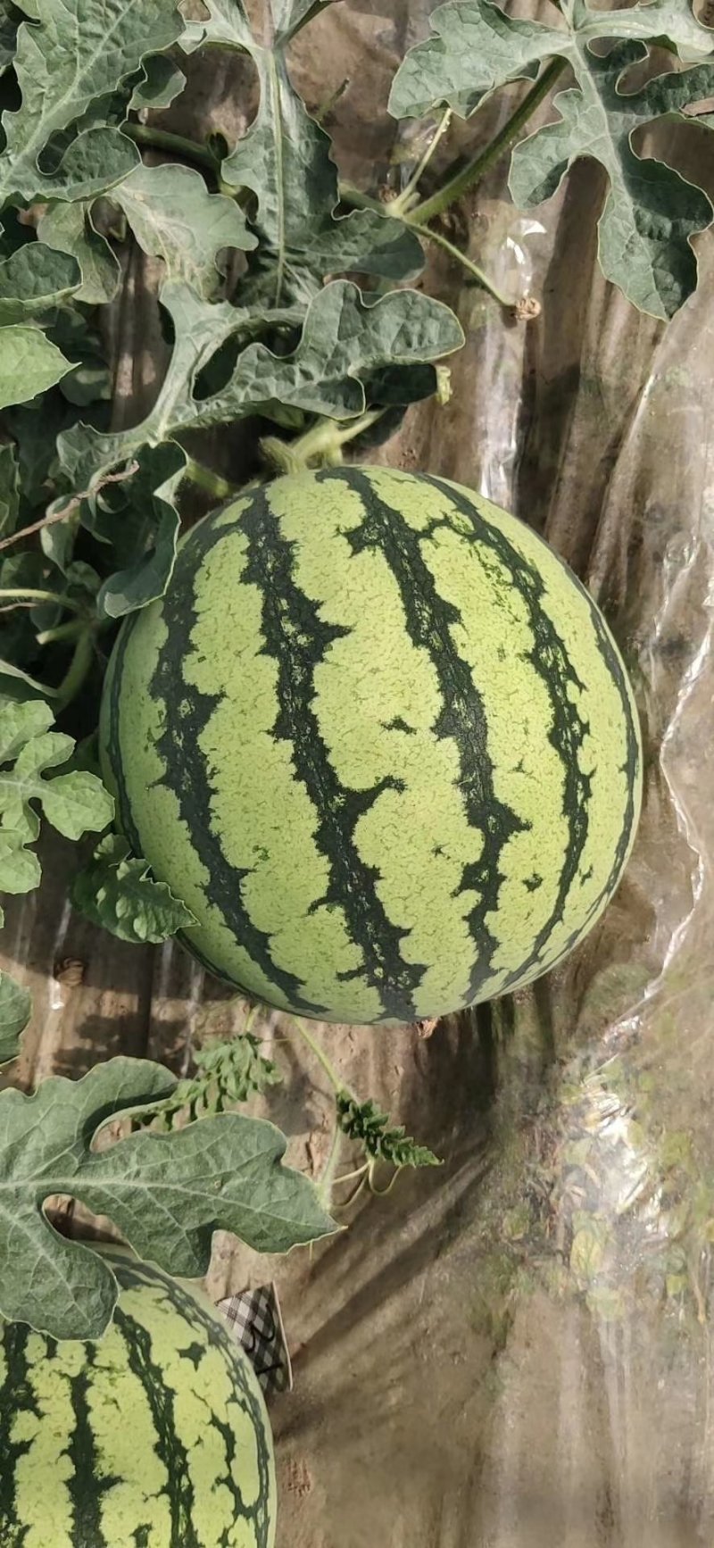 8424万大量上市甜度高瓜型正口感好量大从优