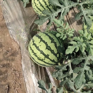 8424万大量上市甜度高瓜型正口感好量大从优