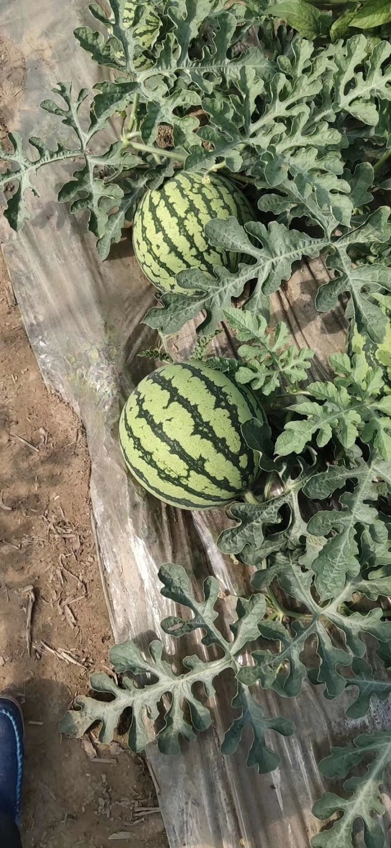 8424万大量上市甜度高瓜型正口感好量大从优