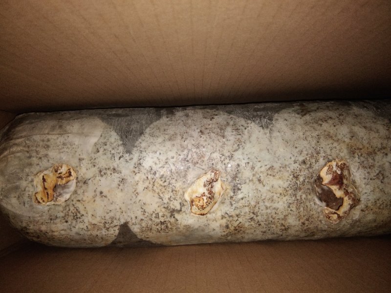湖北香菇菌棒，货源充足，春栽，秋栽冬收品质保证欢迎咨询