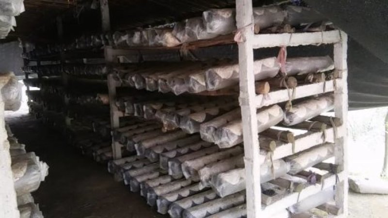 湖北香菇菌棒，货源充足，春栽，秋栽冬收品质保证欢迎咨询
