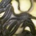 青色圆鳅，溪流鳅，粉鳅，土泥鳅，农村泥鳅，正宗真泥鳅