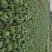 【实力推荐】中甘21甘篮产地直发可视频看货对接全国
