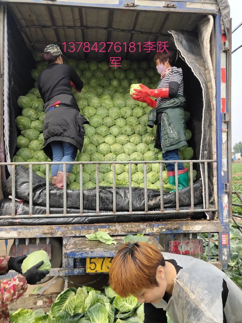 【实力推荐】中甘21甘篮产地直发可视频看货对接全国