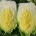 玲珑白菜黄心白菜张家口玲珑黄白菜