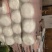 玲珑白菜黄心白菜张家口玲珑黄白菜