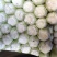 玲珑白菜黄心白菜张家口玲珑黄白菜