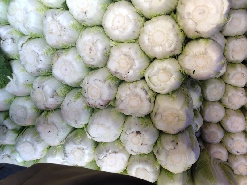 玲珑白菜黄心白菜张家口玲珑黄白菜